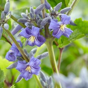 Clematis New Love (PBR)