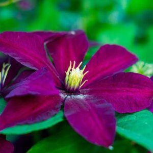 Clematis Niobe