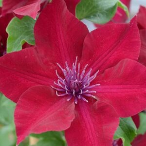 Clematis Nubia ('Evipo079') (PBR) (Boulevard Series)