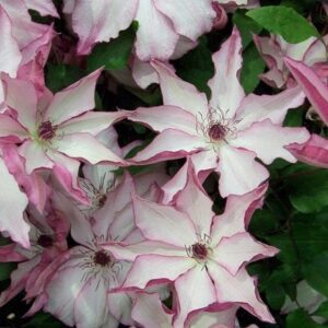 Clematis Omoshiro