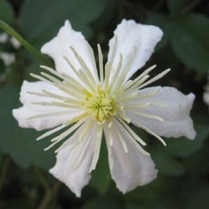 Clematis Paul Farges
