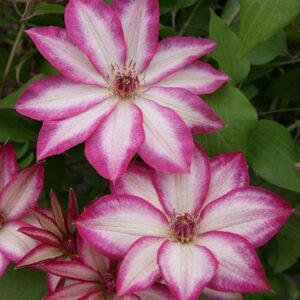 Clematis Picotee ('Zo09124') (PBR)