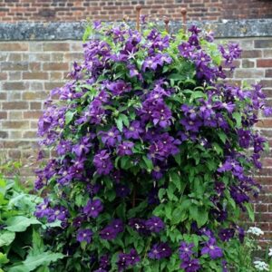 Clematis Polish Spirit