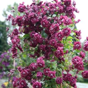 Clematis Purpurea Plena Elegans