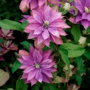 Clematis Rollercoaster ('Zo16170') (PBR)
