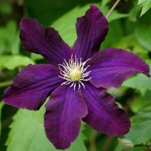 Clematis Romantika