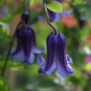 Clematis Rooguchi