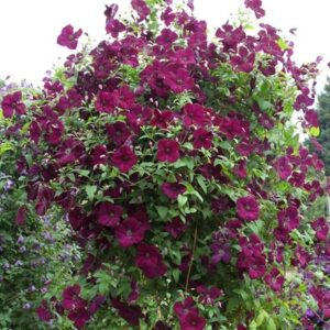 Clematis Royal Velours