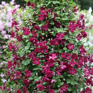 Clematis Rubra