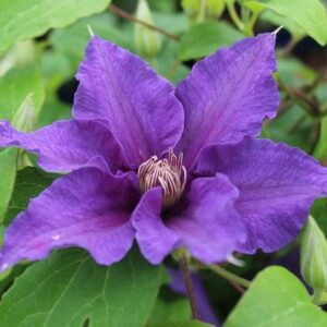 Clematis Sacha ('Evipo060') (PBR)