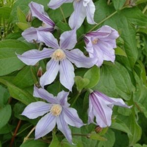 Clematis Star River ('Zostarri') (PBR)