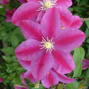 Clematis Sunset