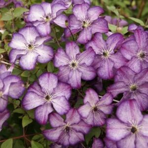Clematis Super Nova ('Zo09088') (PBR)