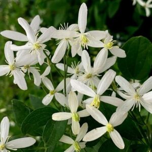 Clematis Sweet Scentsation