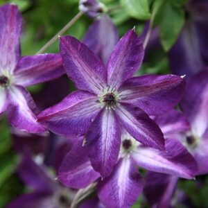 Clematis Venosa Violacea
