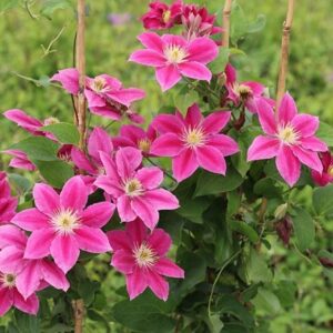 Clematis Vicki ('Evipo114') (PBR)