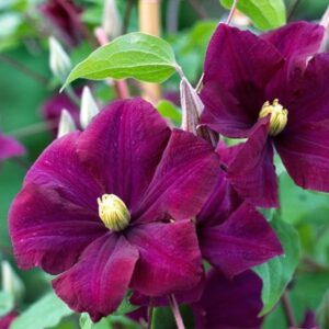 Clematis Warszawska Nike