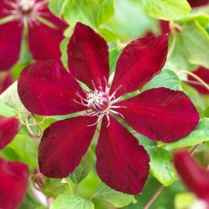Clematis Westerplatte