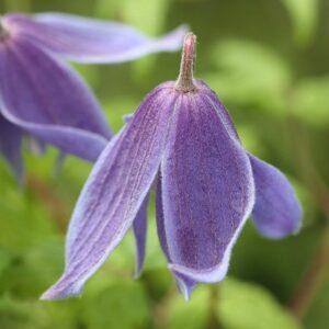 Clematis alpina