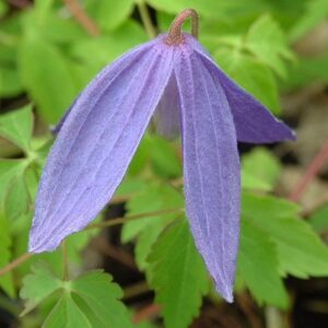 Clematis alpina Pamela Jackman