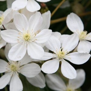 Clematis armandii