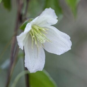 Clematis cirrhosa Jingle Bells