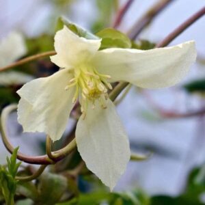Clematis cirrhosa Ourika Valley