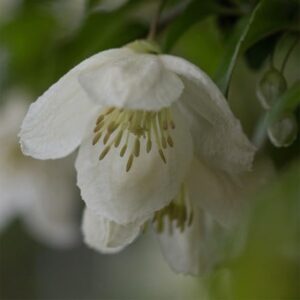 Clematis cirrhosa Wisley Cream