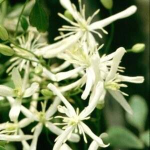 Clematis flammula