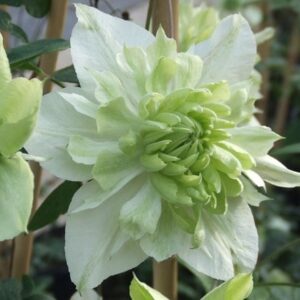 Clematis florida var. flore-pleno Plena