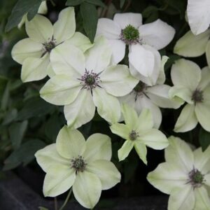 Clematis florida var. normalis Pistachio ('Evirida') (PBR)