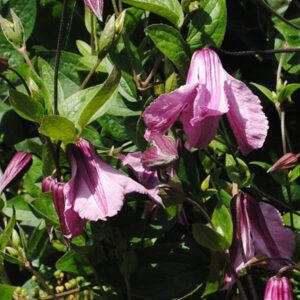 Clematis integrifolia Rosea