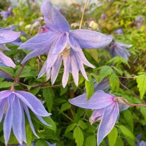 Clematis macropetala