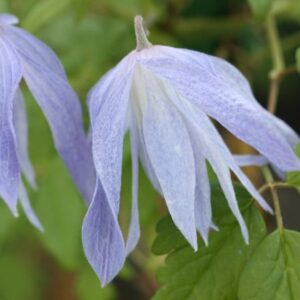 Clematis macropetala Wesselton