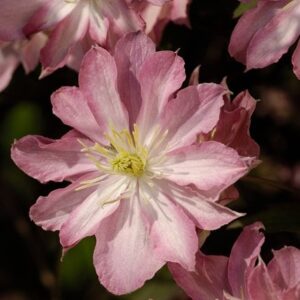 Clematis montana Rosebud