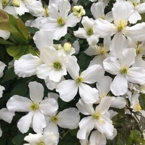 Clematis montana var. grandiflora