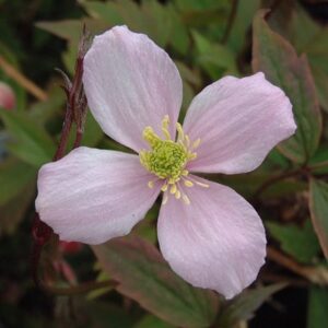 Clematis montana var. rubens Rubens Superba