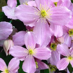 Clematis montana var. rubens Tetrarose