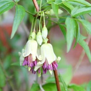Clematis napaulensis