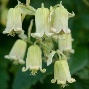 Clematis rehderiana