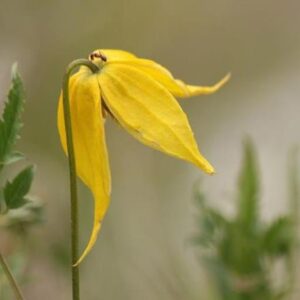 Clematis tangutica Helios