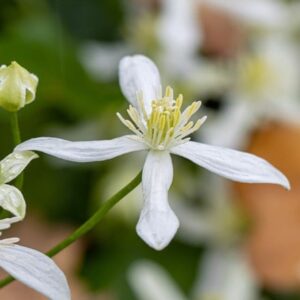Clematis terniflora