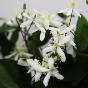 Clematis terniflora var. mandshurica
