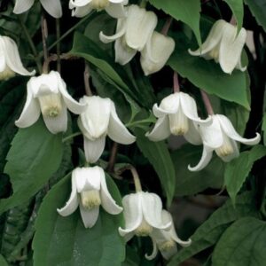 Clematis urophylla Winter Beauty