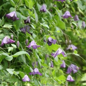 Clematis viticella