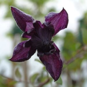 Clematis viticella Flore Pleno