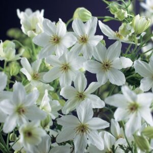 Clematis × cartmanii Joe