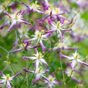 Clematis × triternata Rubromarginata