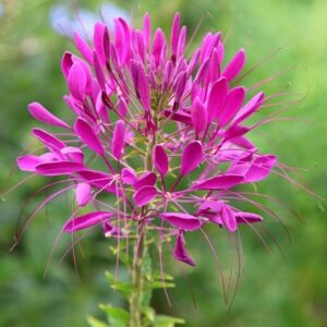 Cleome hassleriana Violet Queen