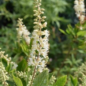 Clethra alnifolia Hummingbird